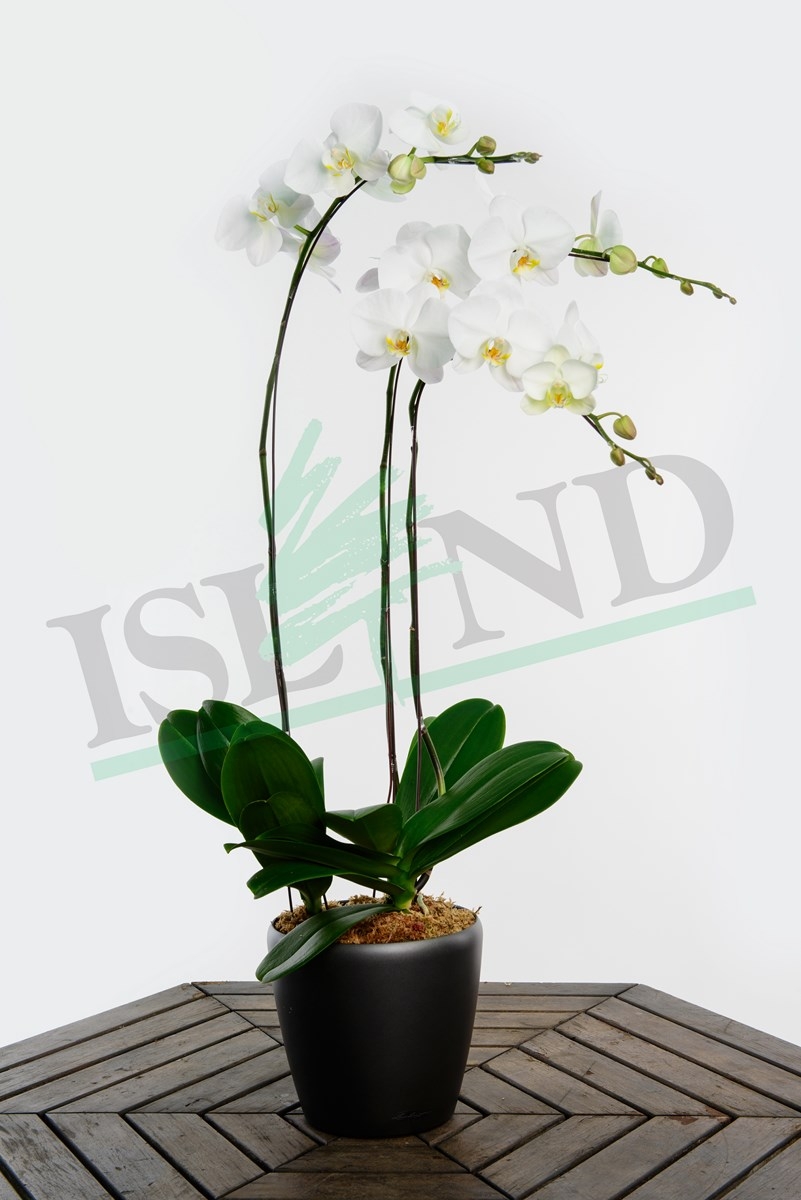 3 IN 1 WHITE ORCHID IN CHARCOAL POT